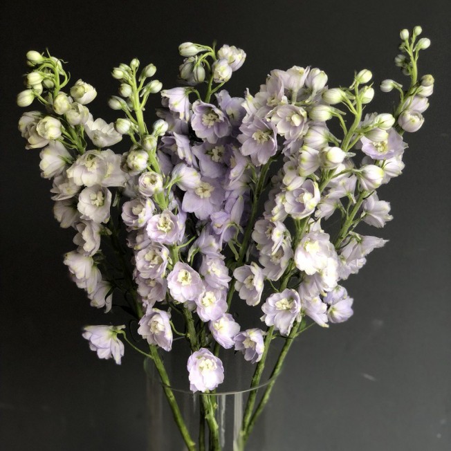 Bouquet of lavender delphinium
