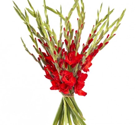 Bouquet of flowers from red gladiolus