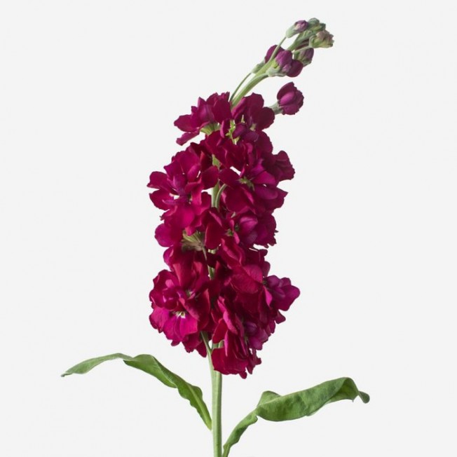 Bouquet of flowers from raspberry matthiola
