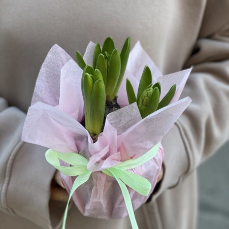 Hyacinth in a pot - 3 pc