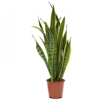 Cансевиерия Cансевиерия